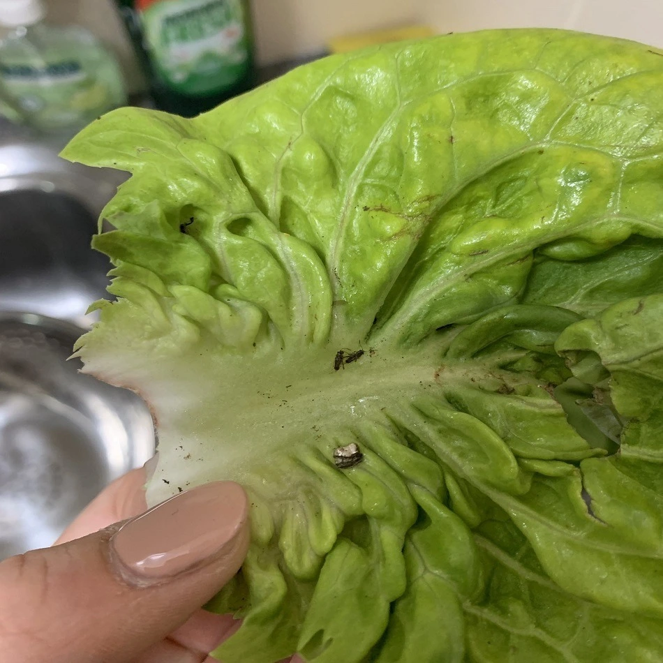 Buy a salad from Aldi and make a horrible discovery: “tracks of…