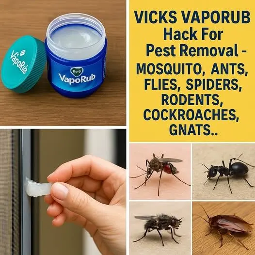 Vicks VapoRub: The Surprising Pest Repellent Hack!