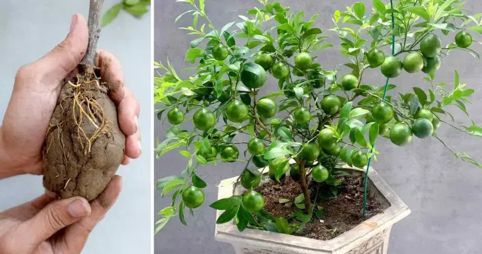 Lemons, if you grow them like this they will last you all year round: the very simple method