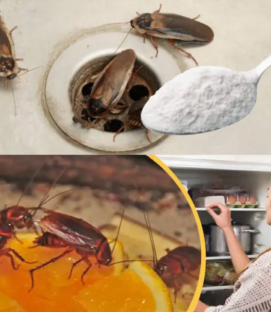 Cockroaches will disappear from your house thanks to this ingredient you have in the refrigerator