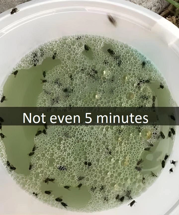 Homemade Insect Trap