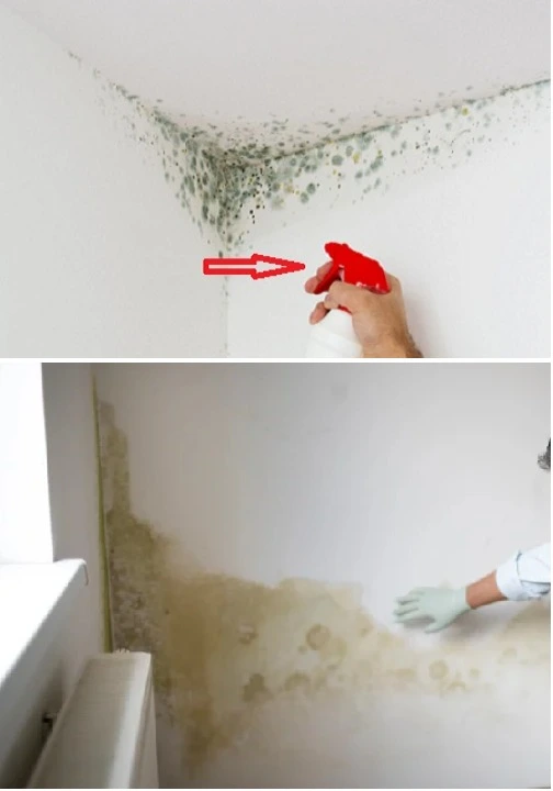 Grandmother’s Old Trick Makes Mold Disappear from Your Home