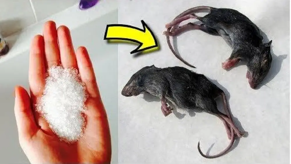 12 Smart Ways to Keep Mice and Rats Out of Your Home